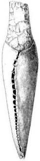 Miniature-flintdolk indsyet i tarmskind, fundet i en mandsgrav fra ældre bronzealder fra Hvidegård, Lyngby-Tårbæk sogn, Københavns amt. Tegningen her er fra C. F. Herbst publikation af graven fra 1848 og er en af Magnus Petersens første oldsagstegninger. Dolken er 9,3 cm lang.